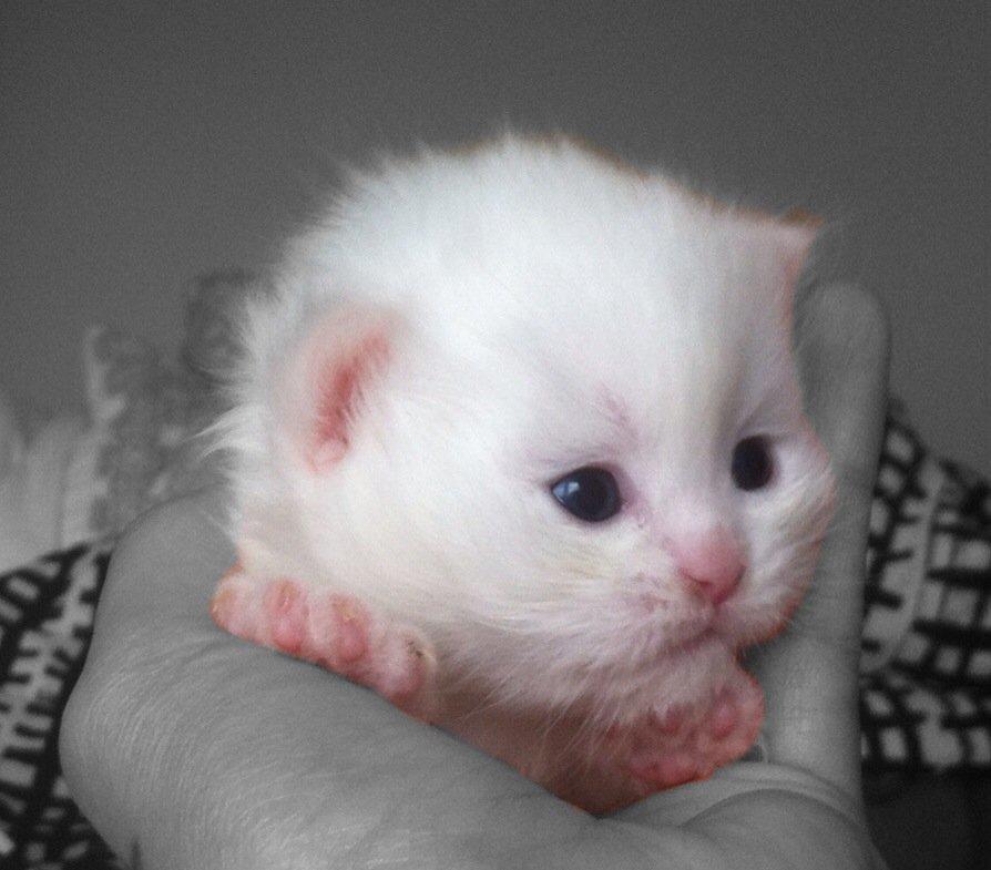 Blanding af racer Harley billede 6