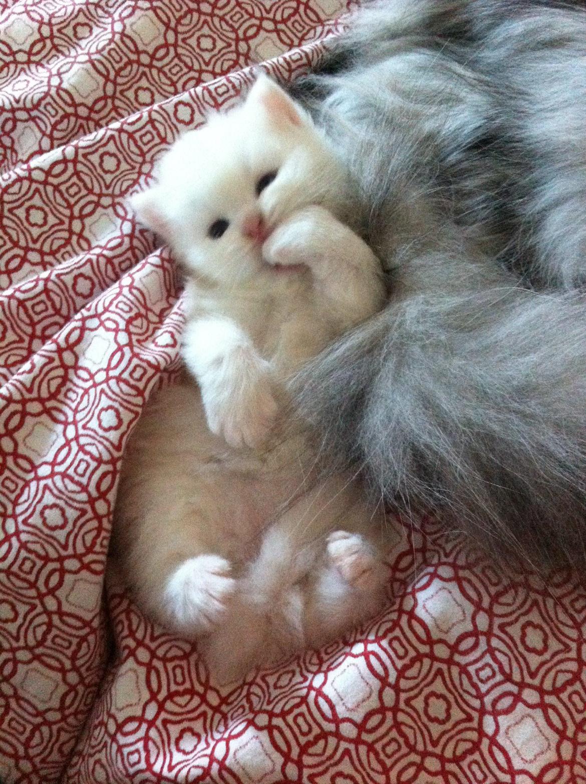 Blanding af racer Harley - Fandt ud af at sine egne poter er hyggelige at gumle i.. billede 4