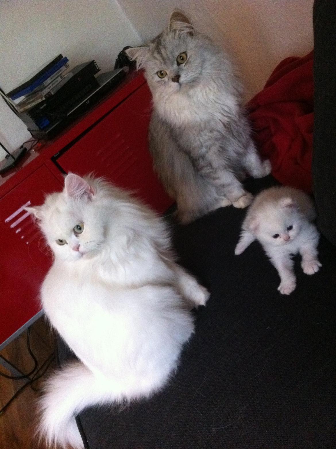 Blanding af racer Harley - Far , Mor og Søn :) billede 7