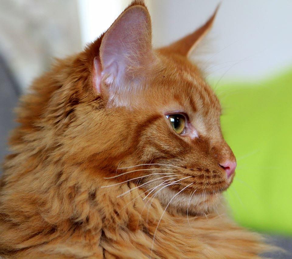 Maine Coon Leopold Firefox billede 5