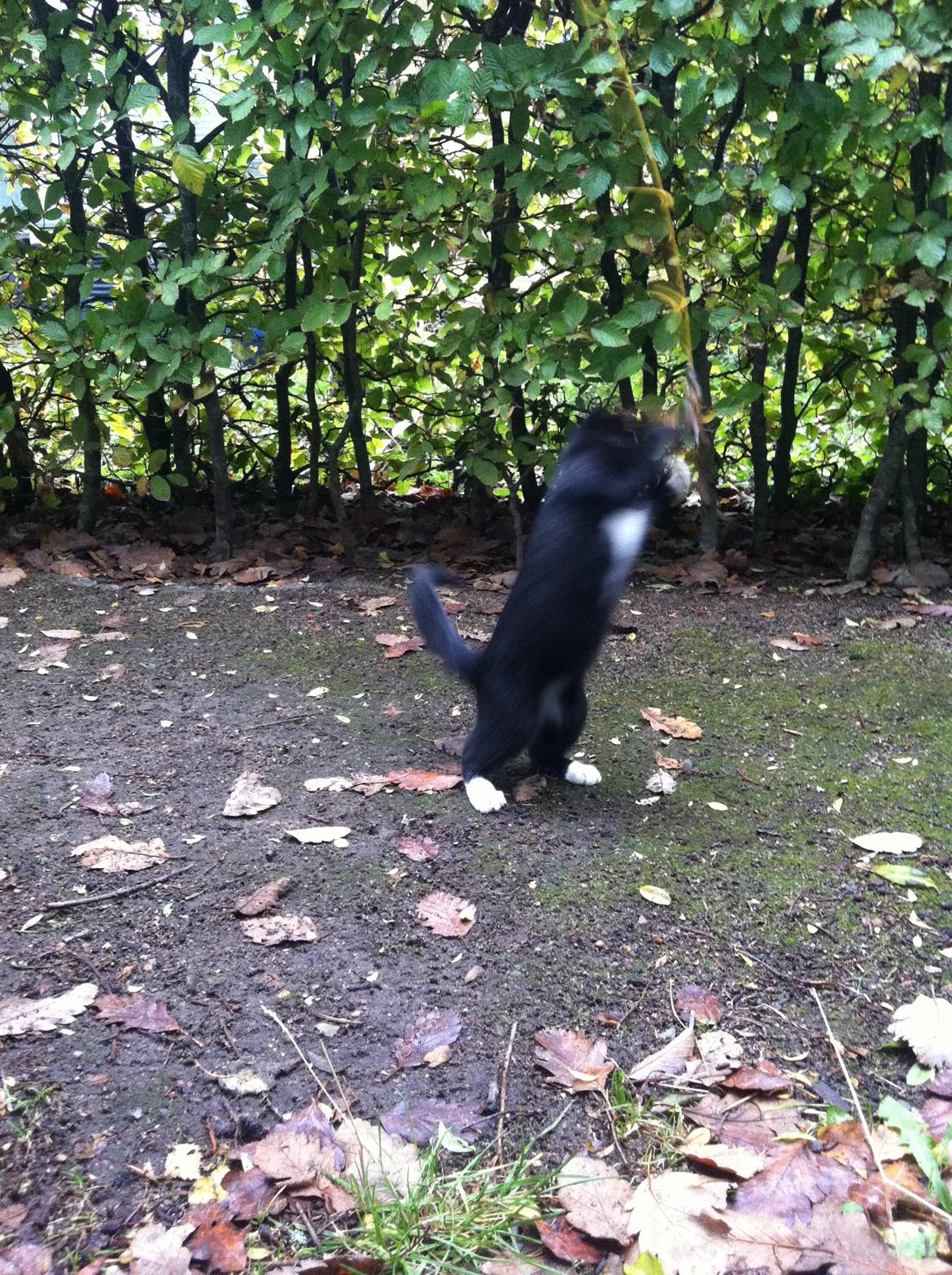 Blanding af racer Kattegårdens Dipsey aka. Snip R.I.P - Ude på Skov stien for at lege xP billede 29