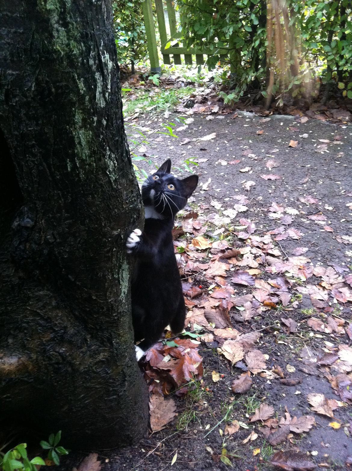 Blanding af racer Kattegårdens Dipsey aka. Snip R.I.P - Nu vil jeg klatre i træer :-P billede 30