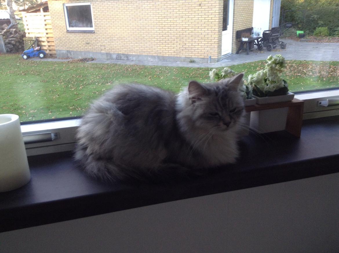 Blanding af racer Adelle billede 6