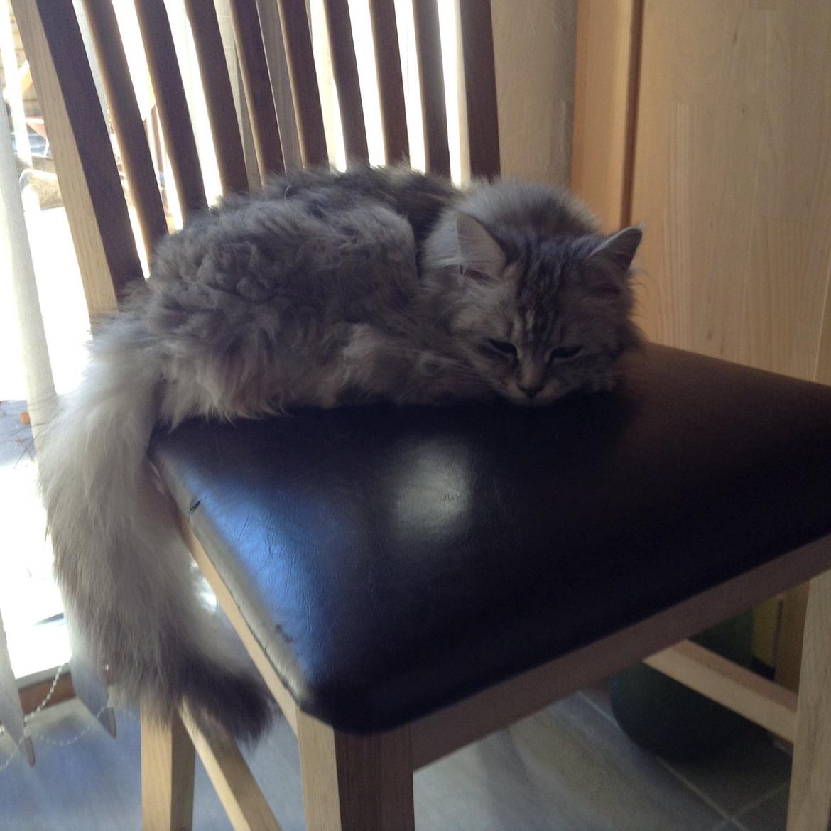 Blanding af racer Adelle billede 7