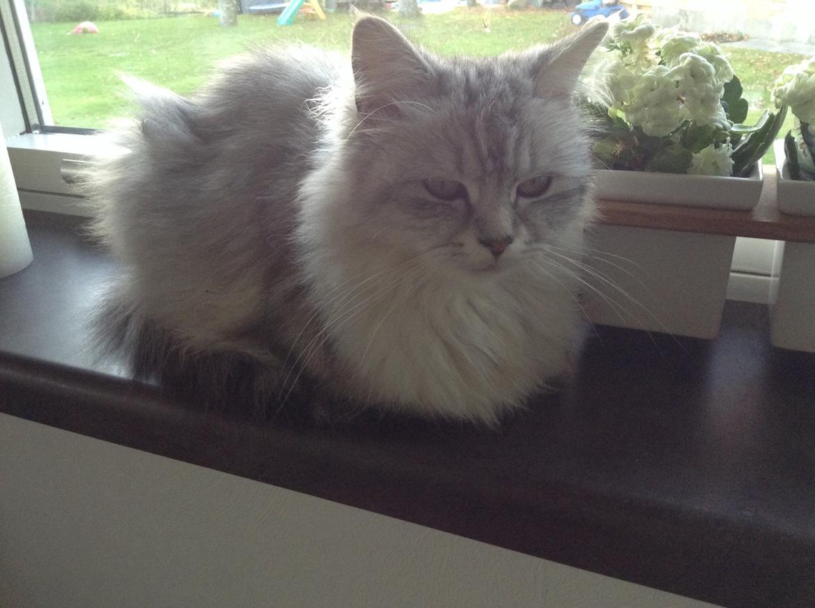 Blanding af racer Adelle billede 8