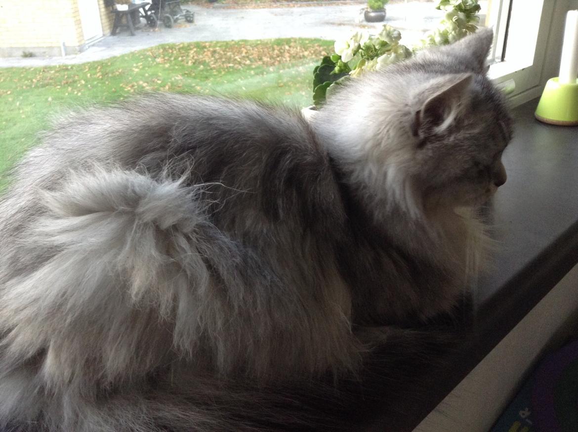 Blanding af racer Adelle billede 10