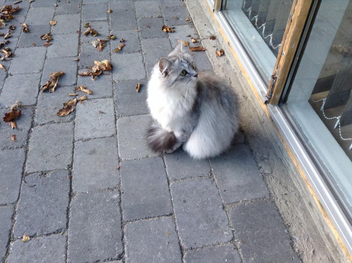 Blanding af racer Adelle billede 11