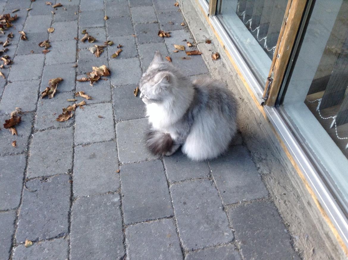 Blanding af racer Adelle billede 12