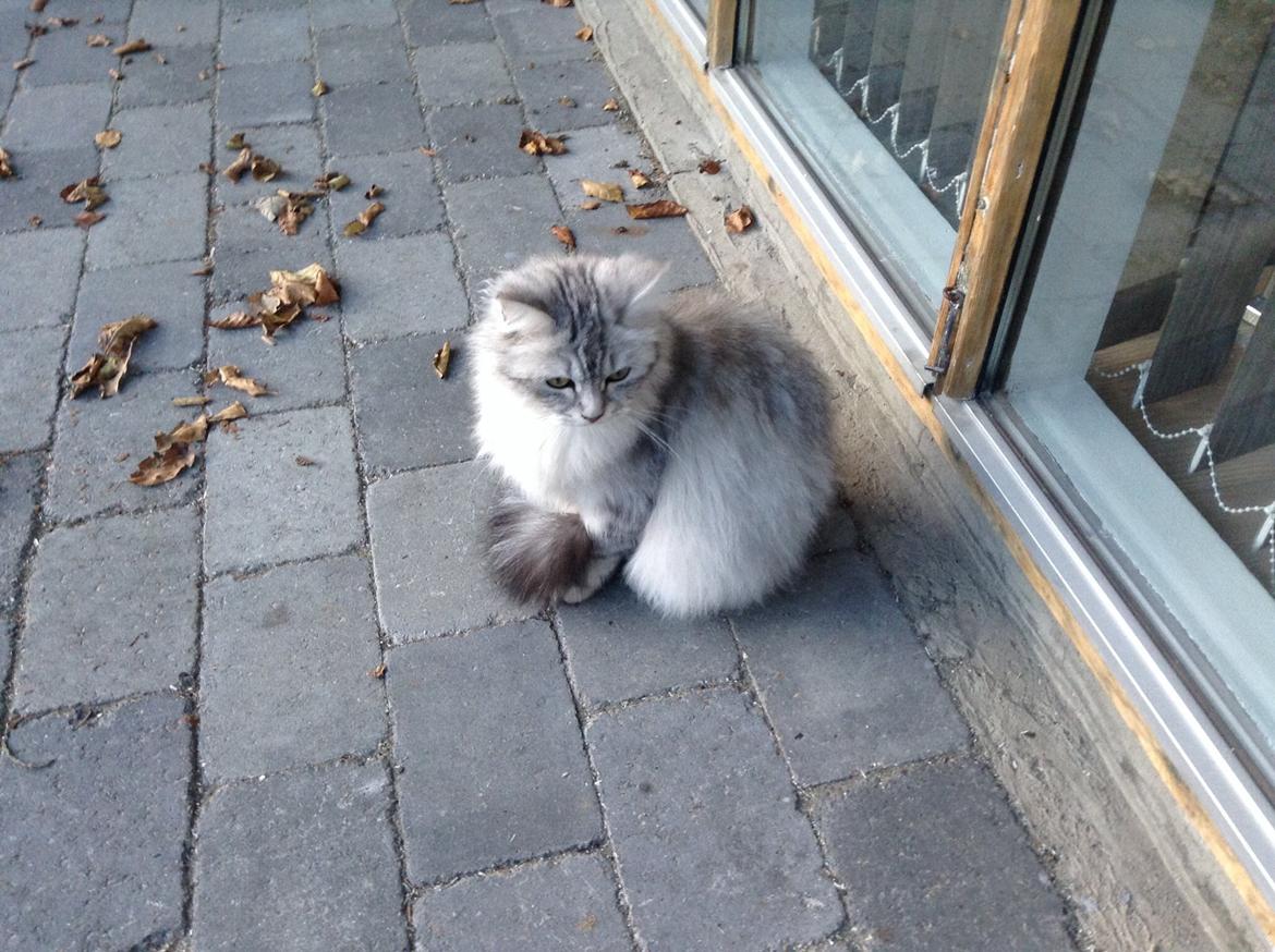 Blanding af racer Adelle billede 13