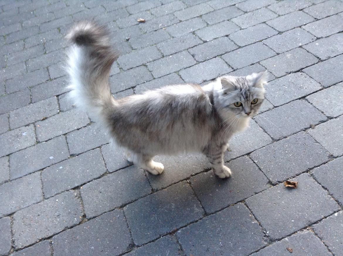 Blanding af racer Adelle billede 14