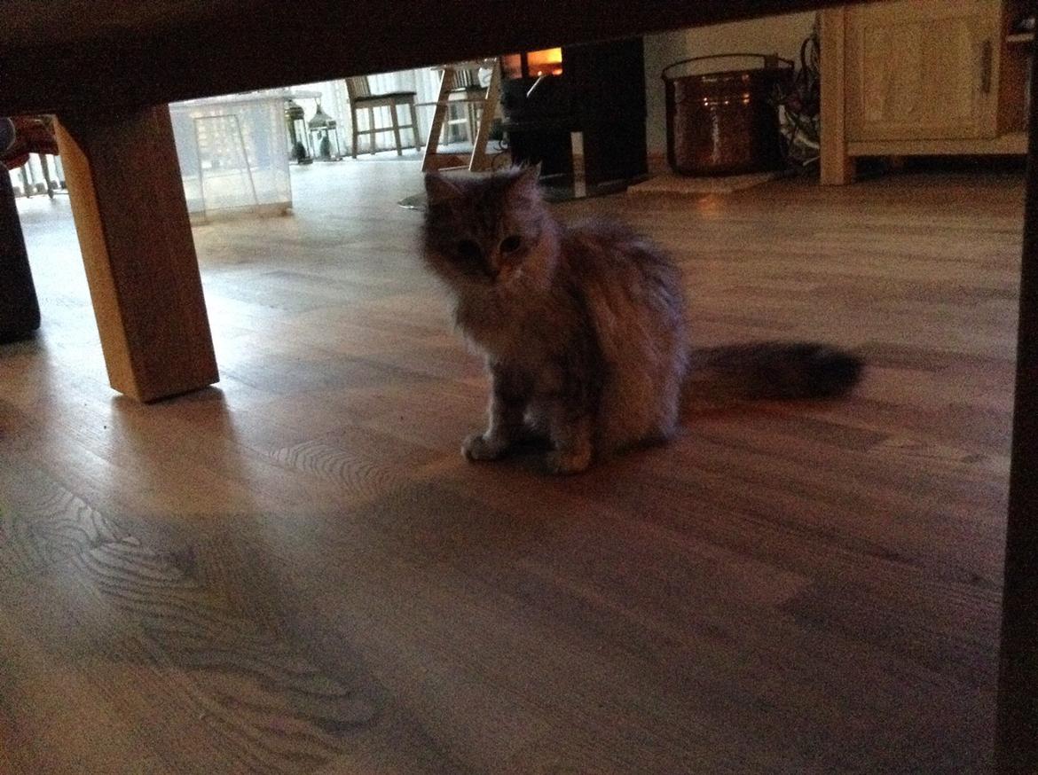 Blanding af racer Adelle billede 15