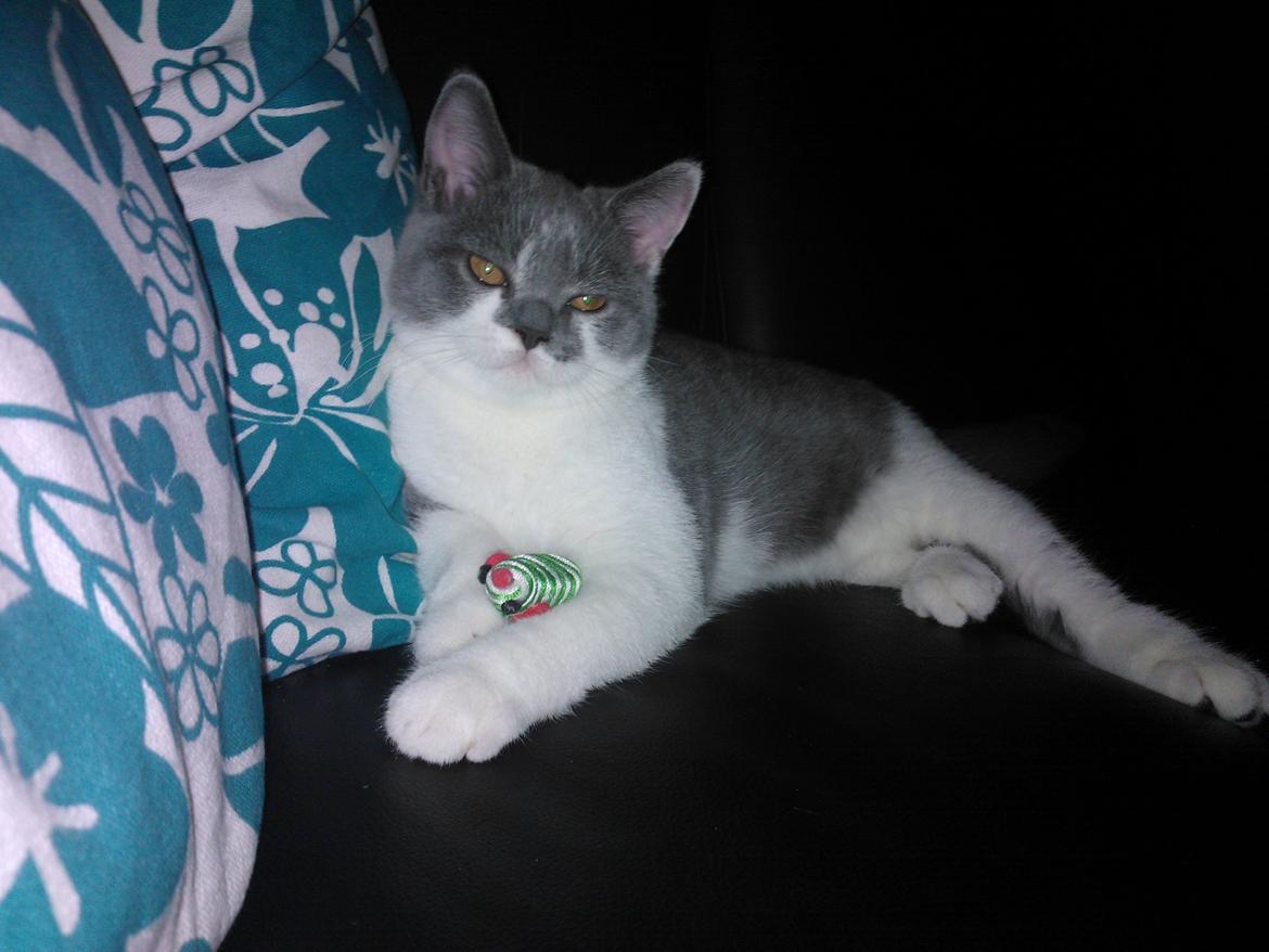 British Shorthair DK Mavika's Mælkebøtte (aka Aya) - Med yndlingsmusen i sofaen :) billede 10