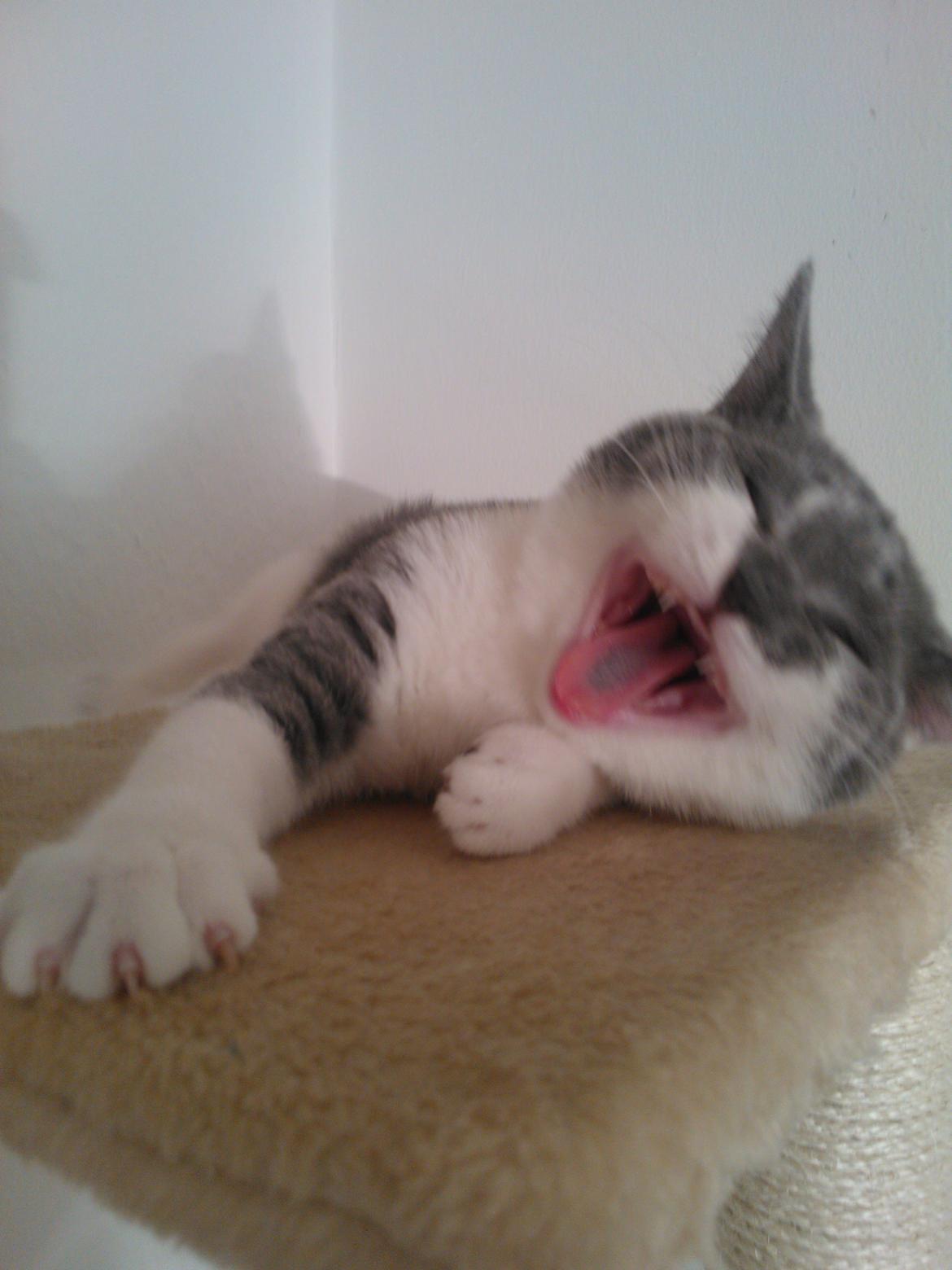 British Shorthair DK Mavika's Mælkebøtte (aka Aya) - *GAAAAAB* billede 11