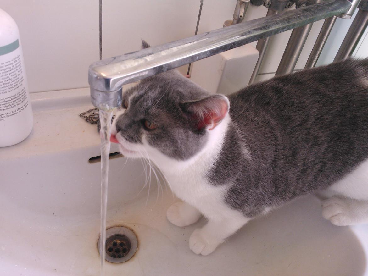 British Shorthair DK Mavika's Mælkebøtte (aka Aya) - Hygge i håndvasken... billede 12