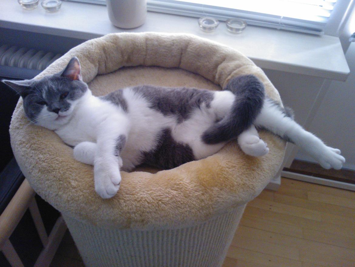 British Shorthair DK Mavika's Mælkebøtte (aka Aya) billede 13