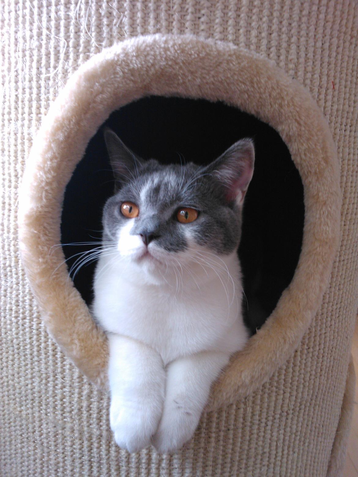 British Shorthair DK Mavika's Mælkebøtte (aka Aya) billede 1