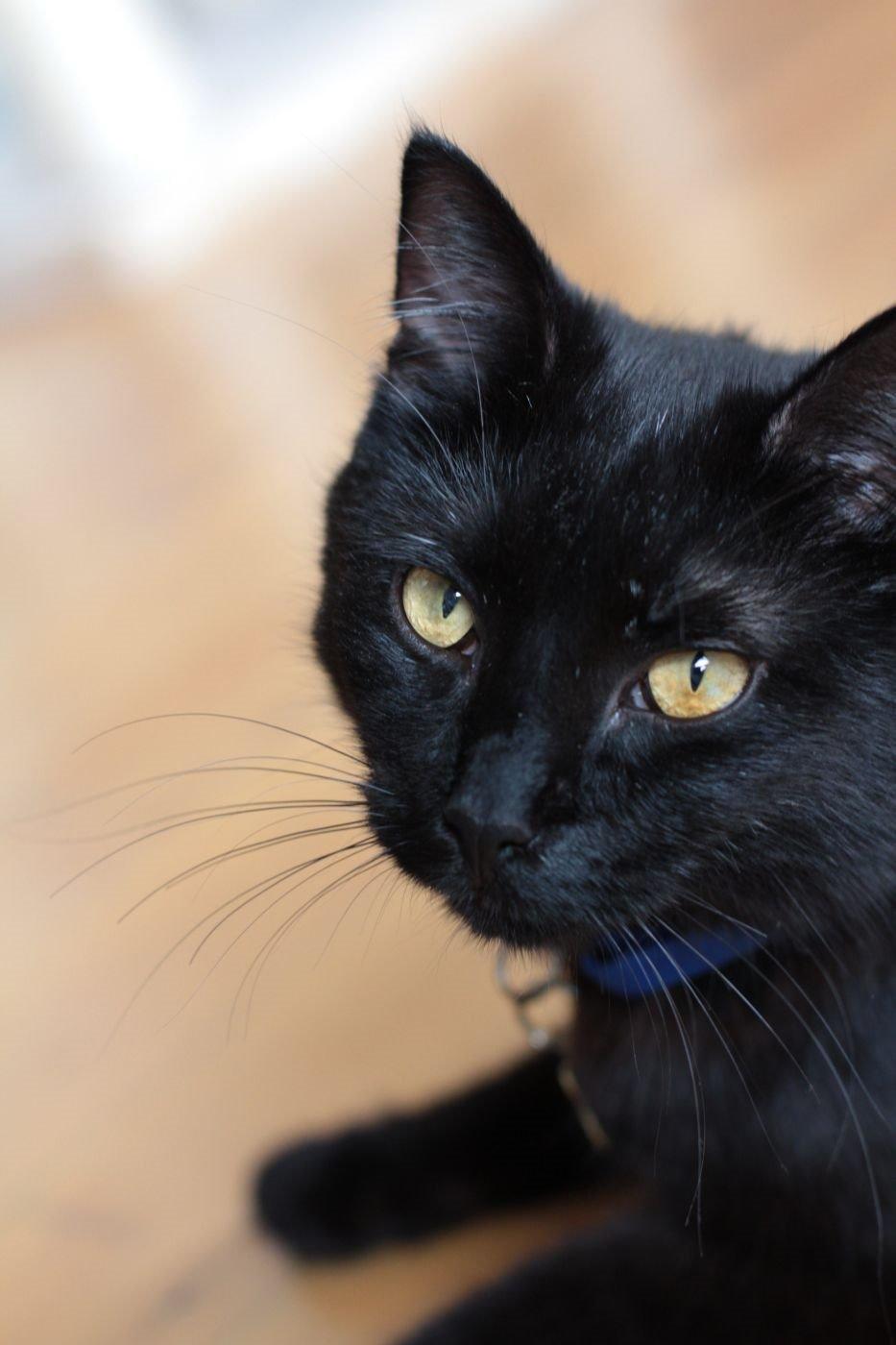 Blanding af racer Batman (himmelkat) billede 1