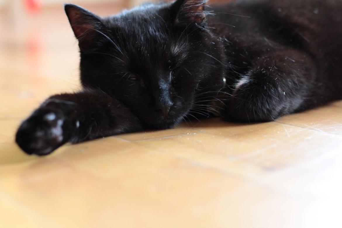 Blanding af racer Batman (himmelkat) billede 2