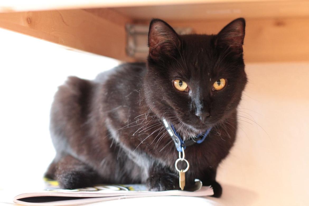 Blanding af racer Batman (himmelkat) billede 3