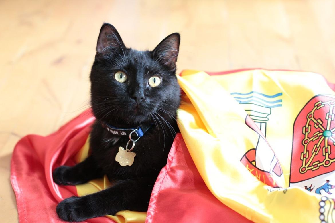 Blanding af racer Batman (himmelkat) billede 4