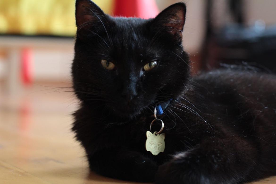 Blanding af racer Batman (himmelkat) billede 5