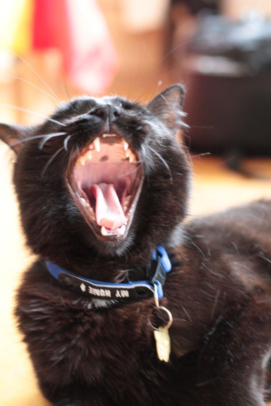 Blanding af racer Batman (himmelkat) billede 6