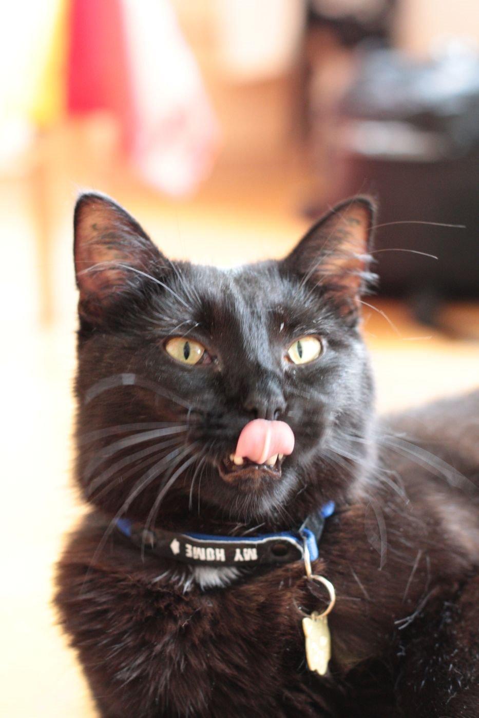 Blanding af racer Batman (himmelkat) billede 7