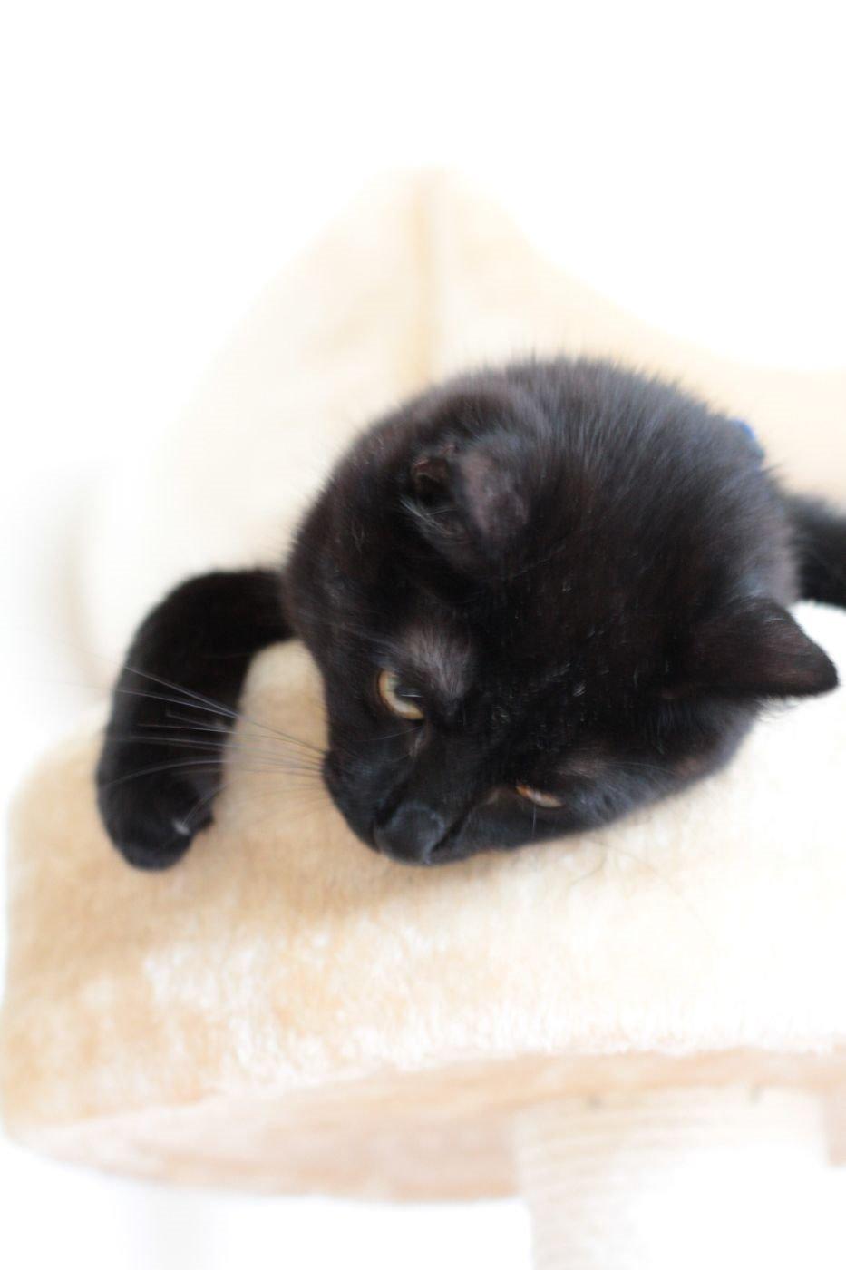 Blanding af racer Batman (himmelkat) billede 8