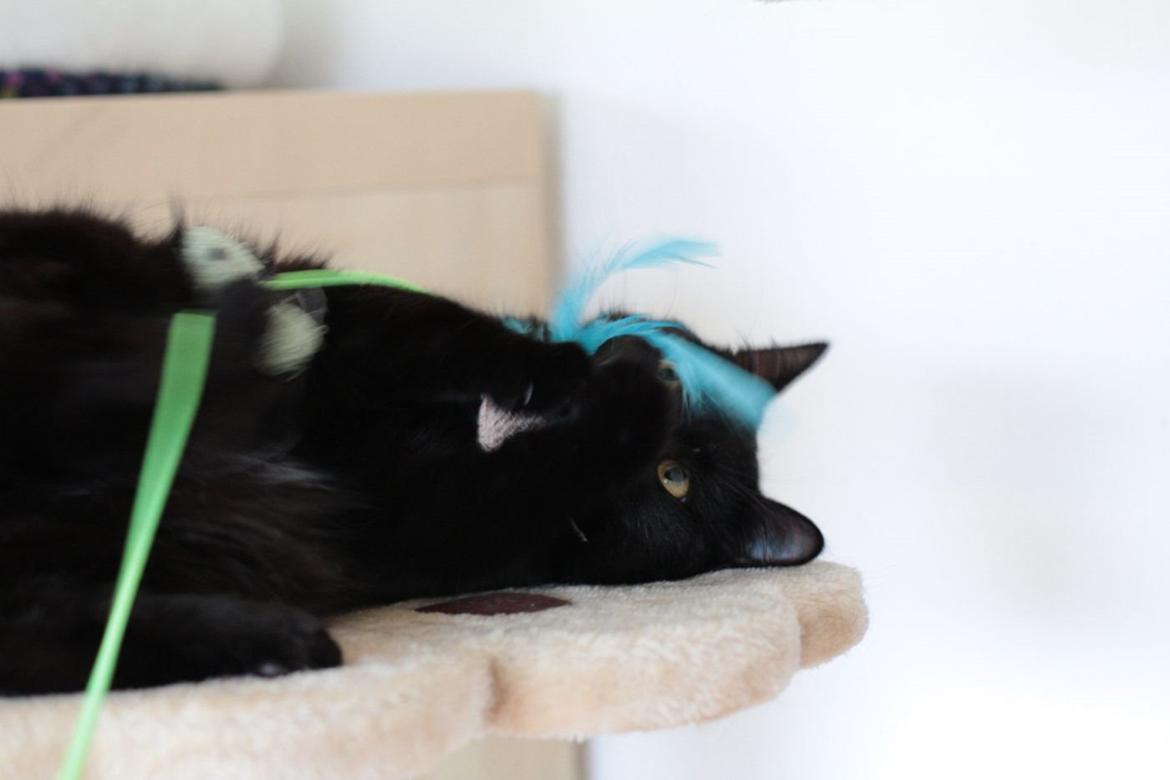 Blanding af racer Batman (himmelkat) billede 9