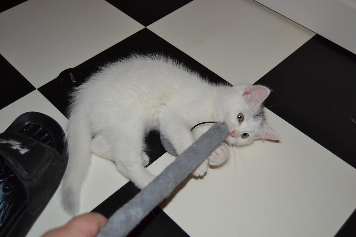 Blanding af racer Hope - Hope på 10 uger nu<3 billede 1