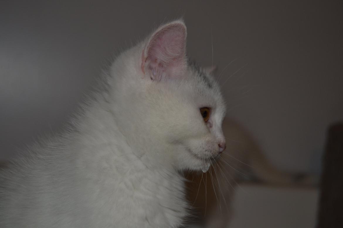 Blanding af racer Hope - Hope, 10 uger <3 billede 3