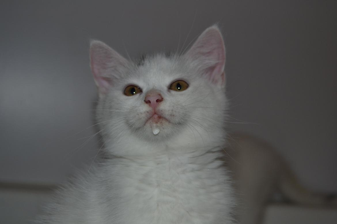 Blanding af racer Hope - Hope, 10 uger <3 billede 4