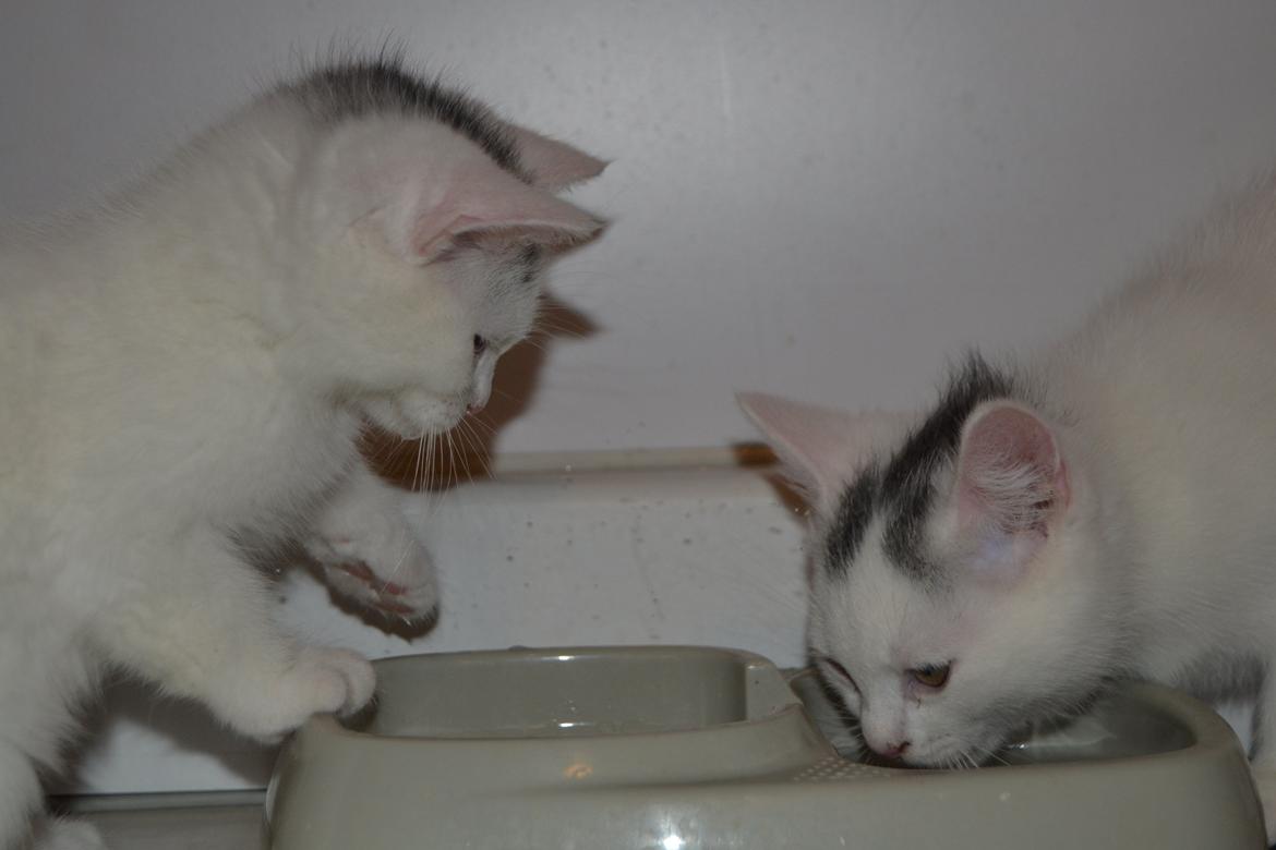 Blanding af racer Hope - Hope med en af hendes søskende , nu 10 uger <3 billede 5