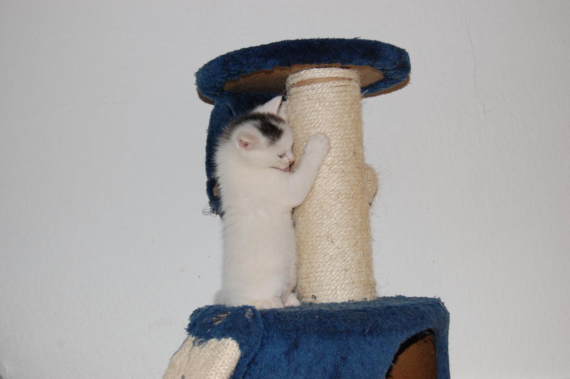 Blanding af racer Hope - Hope, 9 uger <3 billede 7