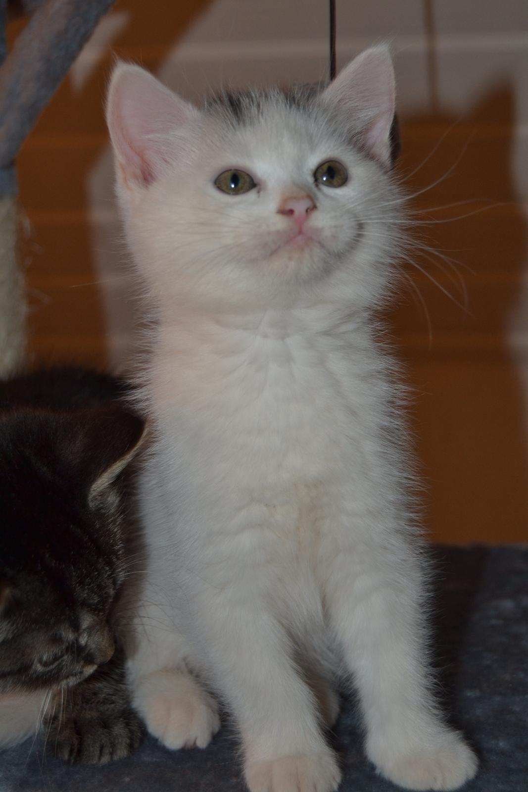 Blanding af racer Hope - Hope, 9 uger <3 billede 8