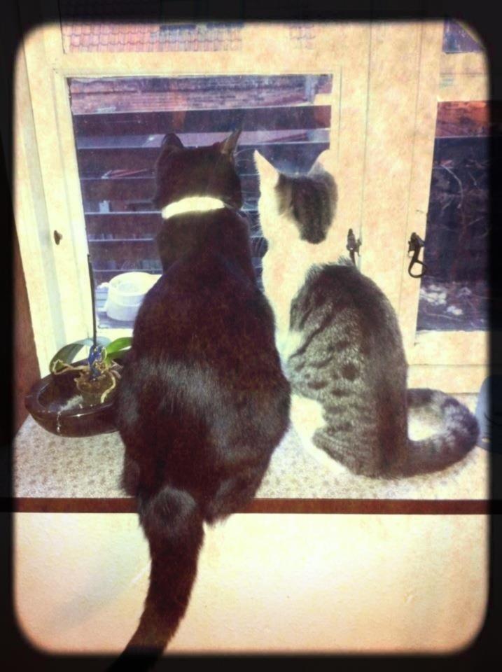 Huskat Silke billede 1