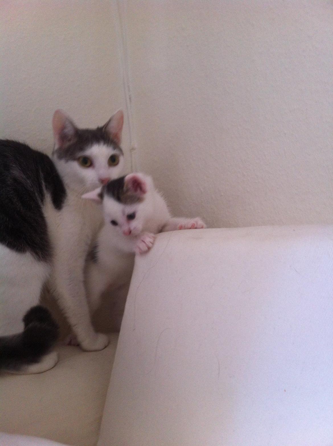 Huskat Silke billede 3