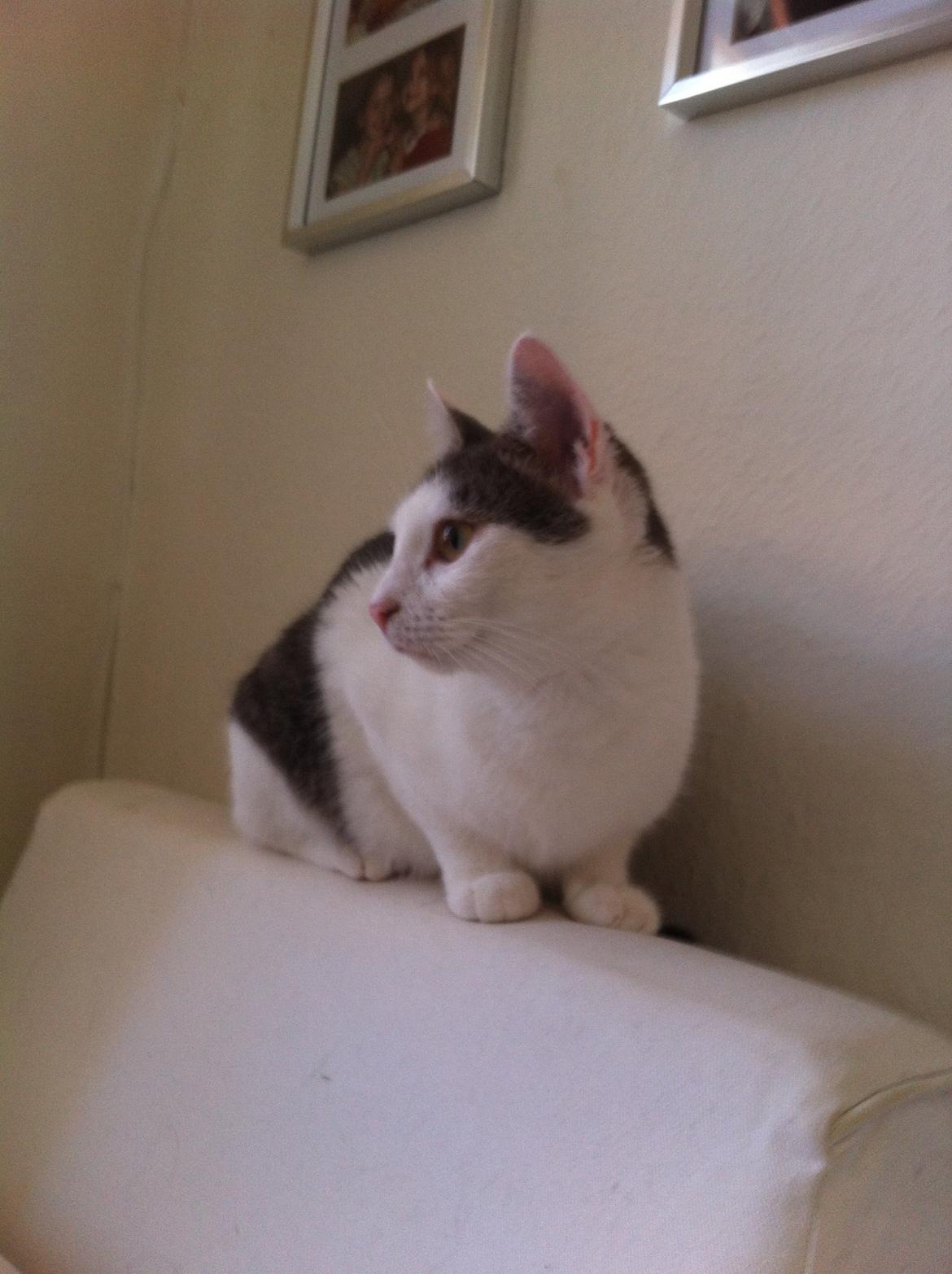 Huskat Silke billede 2