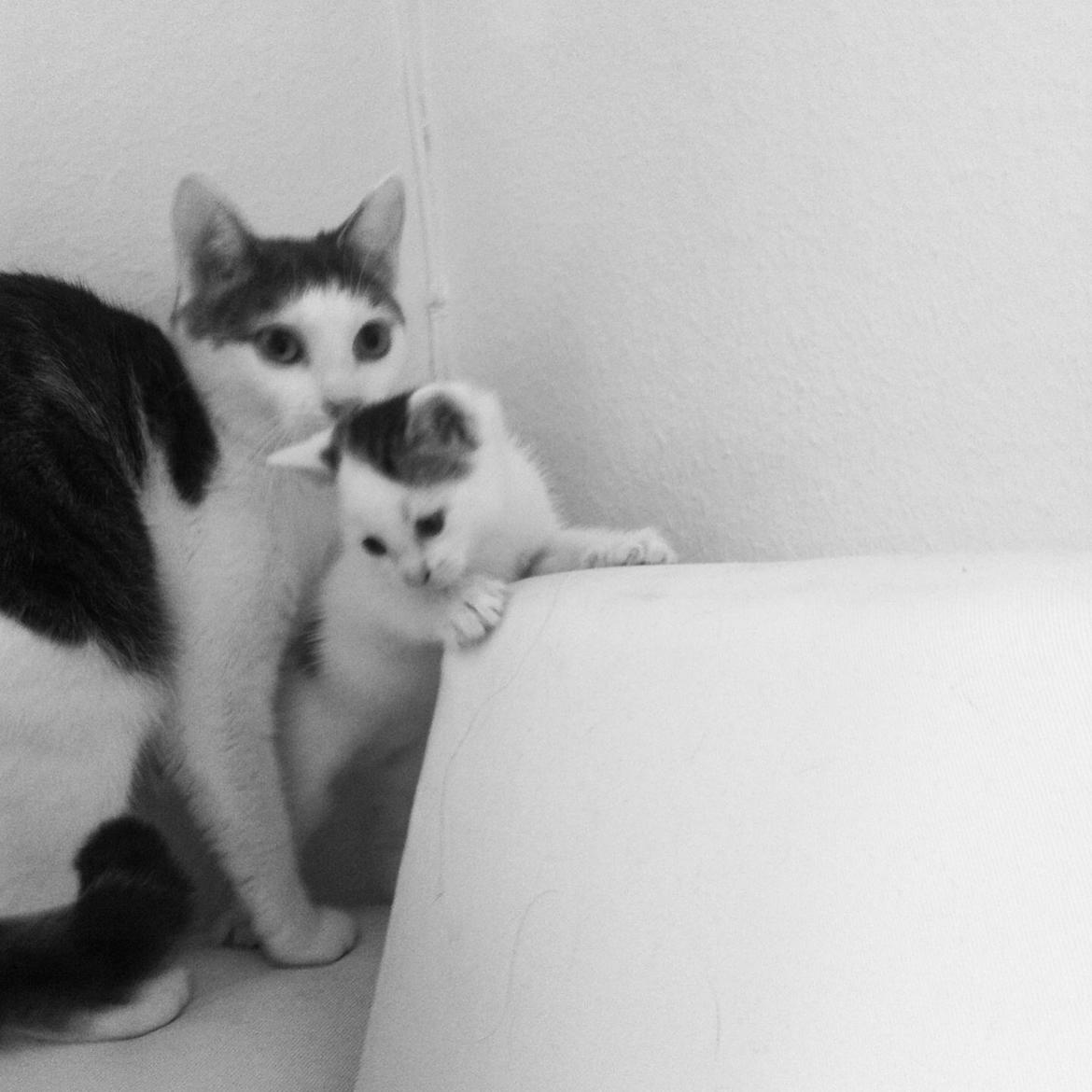 Huskat Silke billede 4