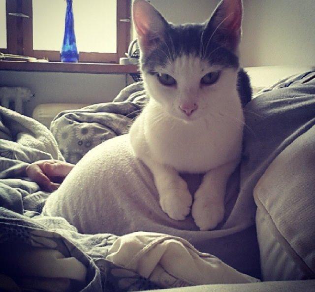 Huskat Silke billede 5