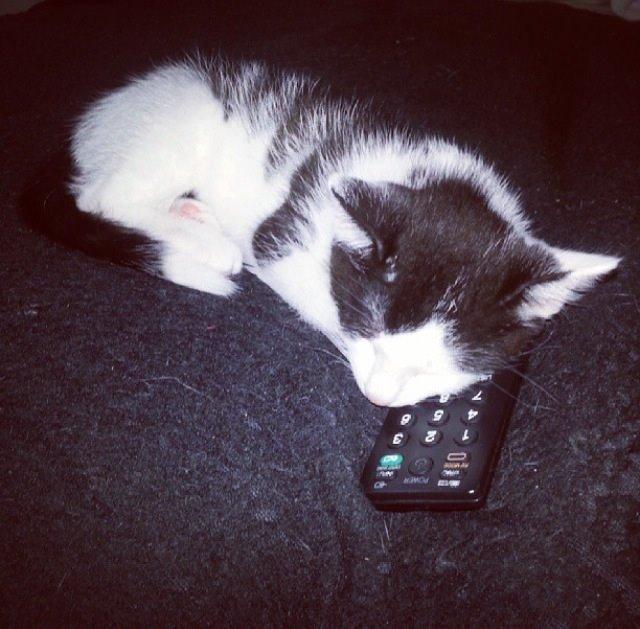 Huskat Silke billede 6