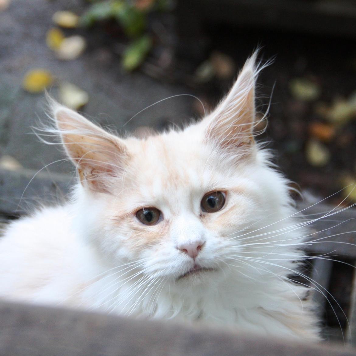 Maine Coon Tukenjas Mr Red Burgundy billede 2
