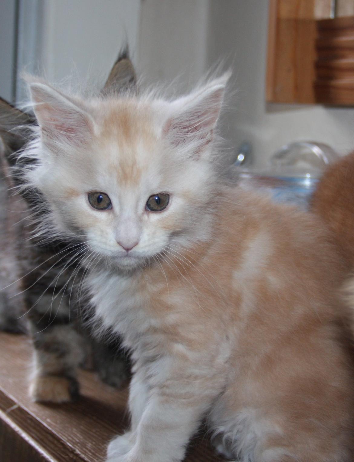 Maine Coon Tukenjas Mr Red Burgundy billede 3