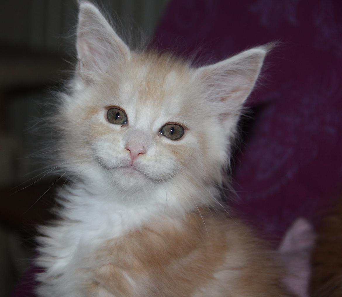 Maine Coon Tukenjas Mr Red Burgundy billede 1