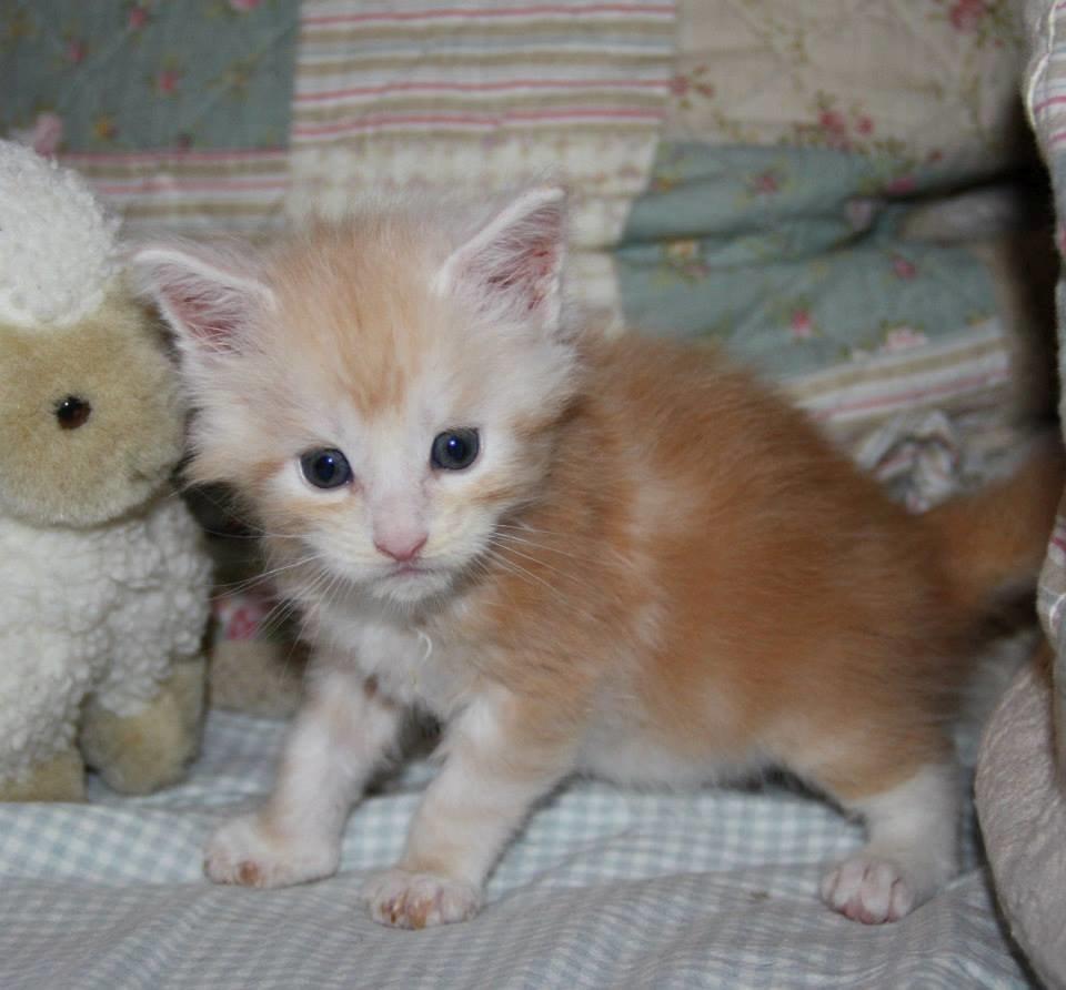 Maine Coon Tukenjas Mr Red Burgundy billede 4