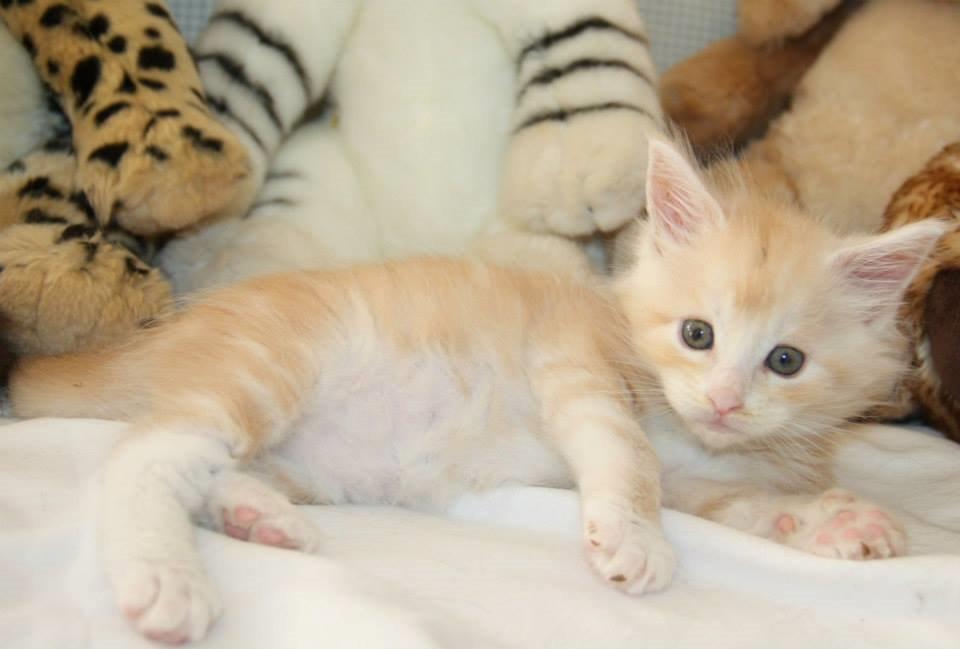 Maine Coon Tukenjas Mr Red Burgundy billede 5