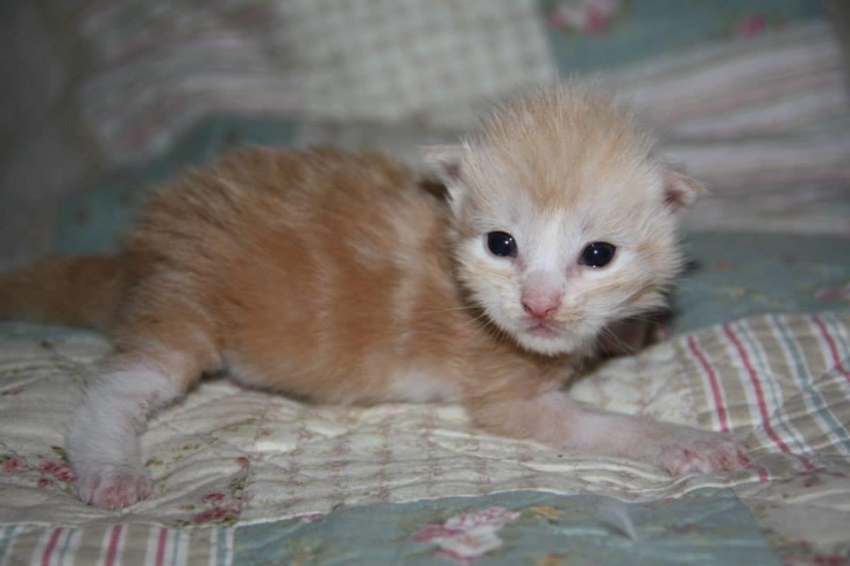 Maine Coon Tukenjas Mr Red Burgundy billede 6