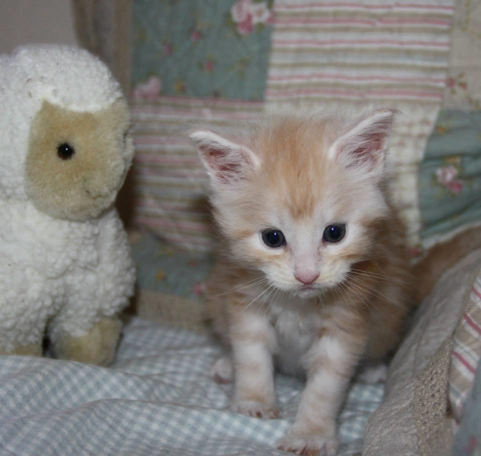 Maine Coon Tukenjas Mr Red Burgundy billede 7