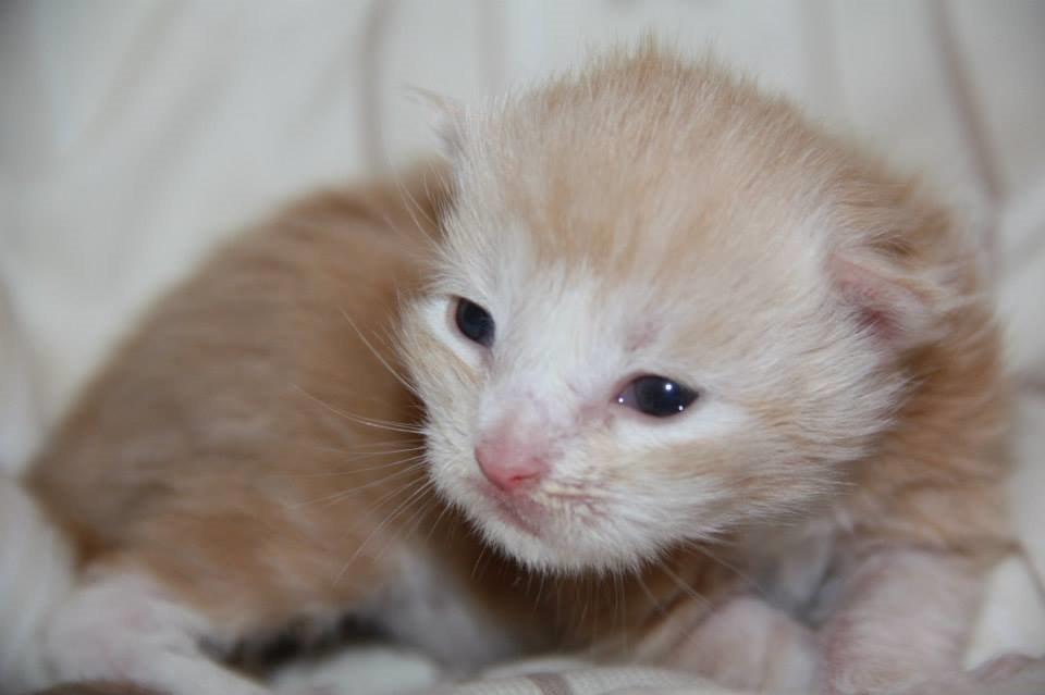 Maine Coon Tukenjas Mr Red Burgundy billede 8