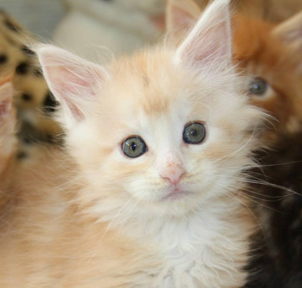 Maine Coon Tukenjas Mr Red Burgundy billede 9